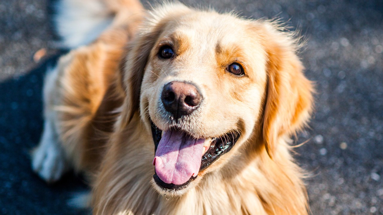 can humidity affect dogs