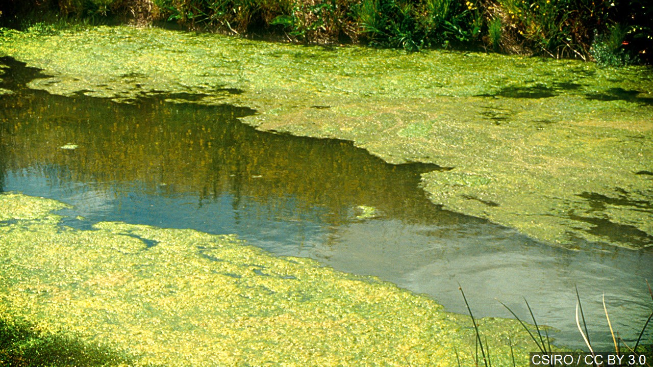 Blue Green Algae Watch Issued For Marion Co Lake