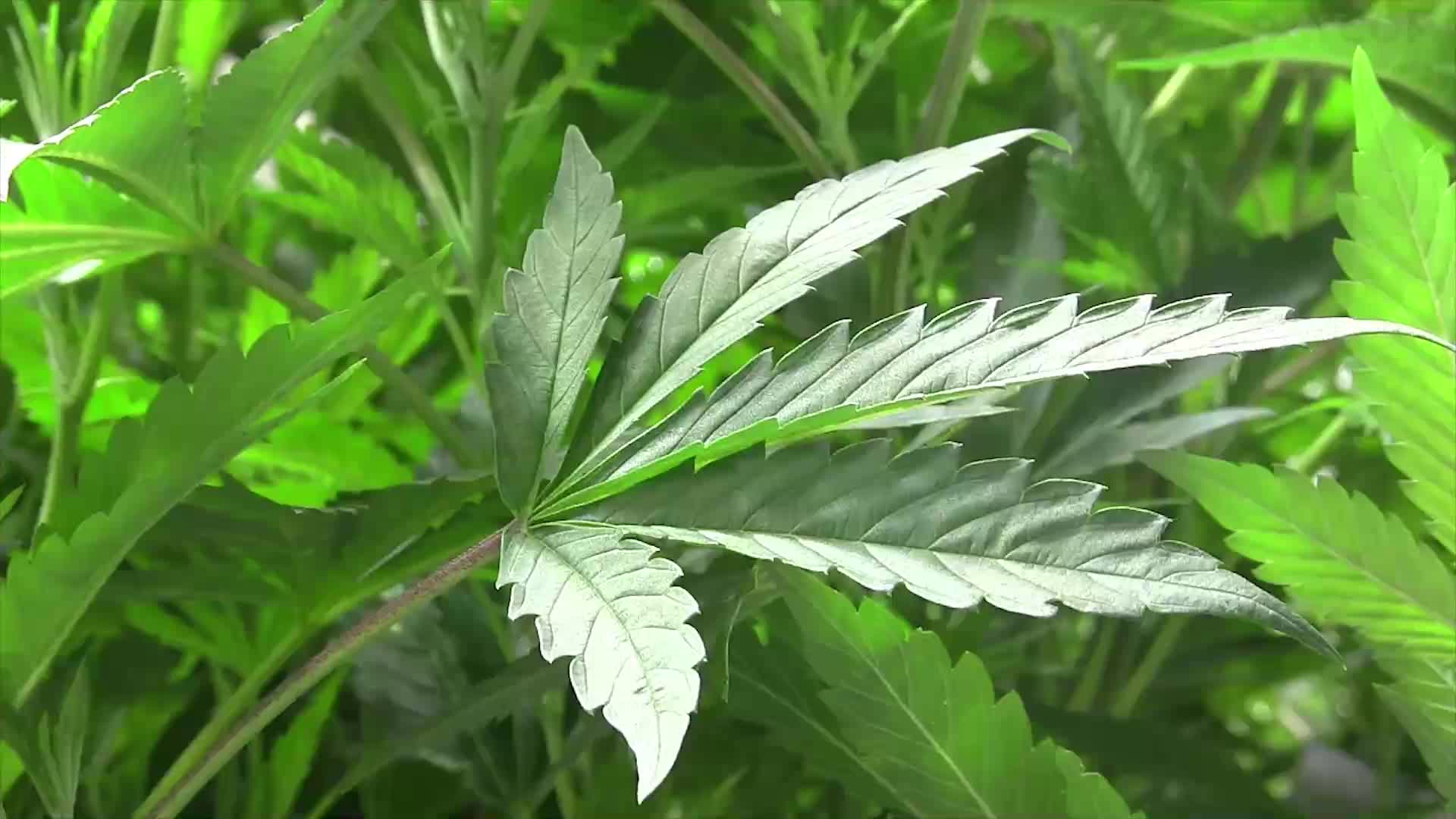 Michigan Bills Look To Tighten The Definition Of Marijuana