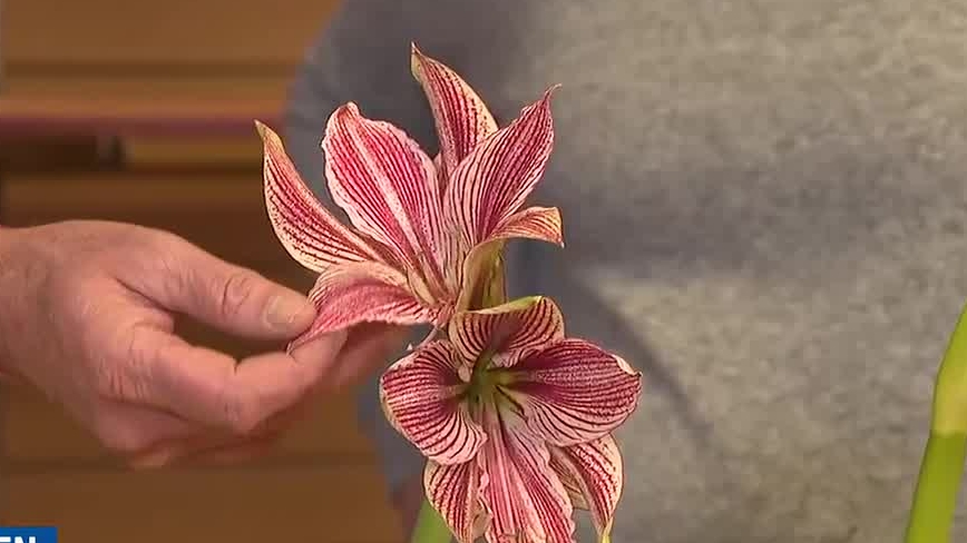 Amaryllisページ 1 Amaryllis Dutch 'Minerva' Size 36/38 cm - Beautiful Blooms