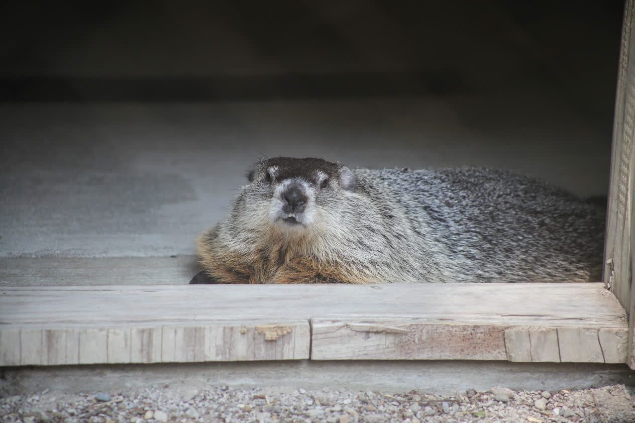 Buckeye Chuck: Cleveland Museum of Natural History is home to
