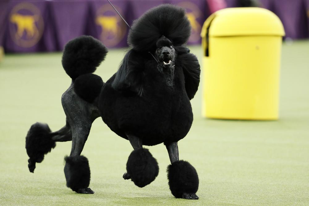 Cane Corso, 2022 National Dog Show, Working Group - NBC Sports