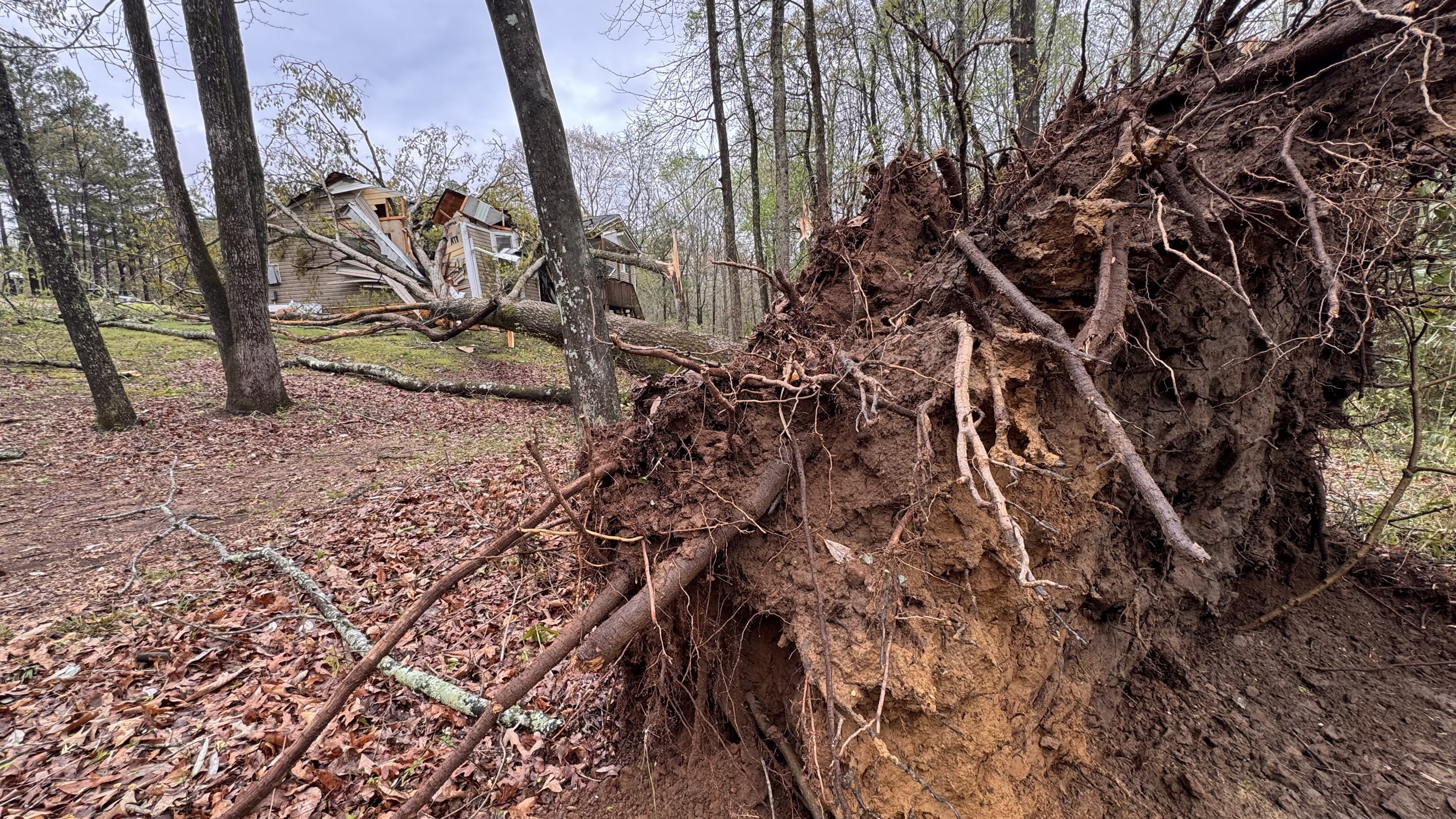 Why Healthy Trees Fail in Heavy Rain (And How to Check Yours In 5 ...