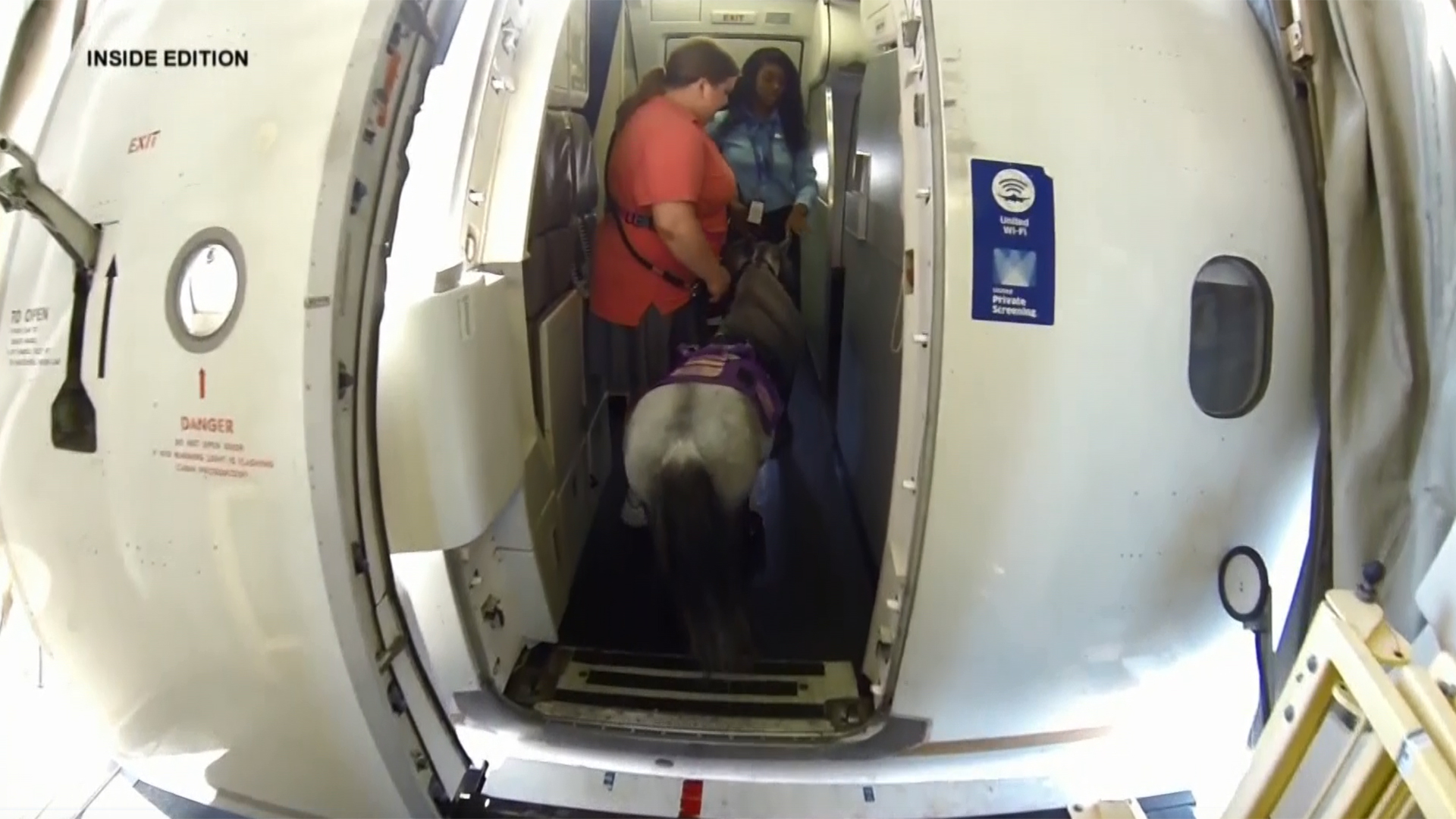 support animals on planes