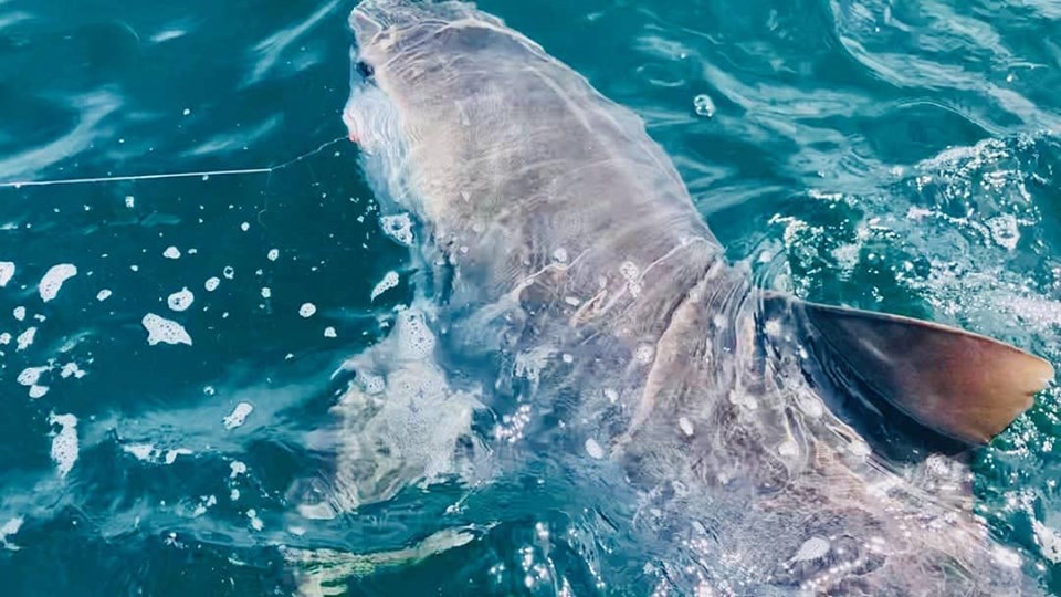 Massive tiger shark caught off Tybee's coast