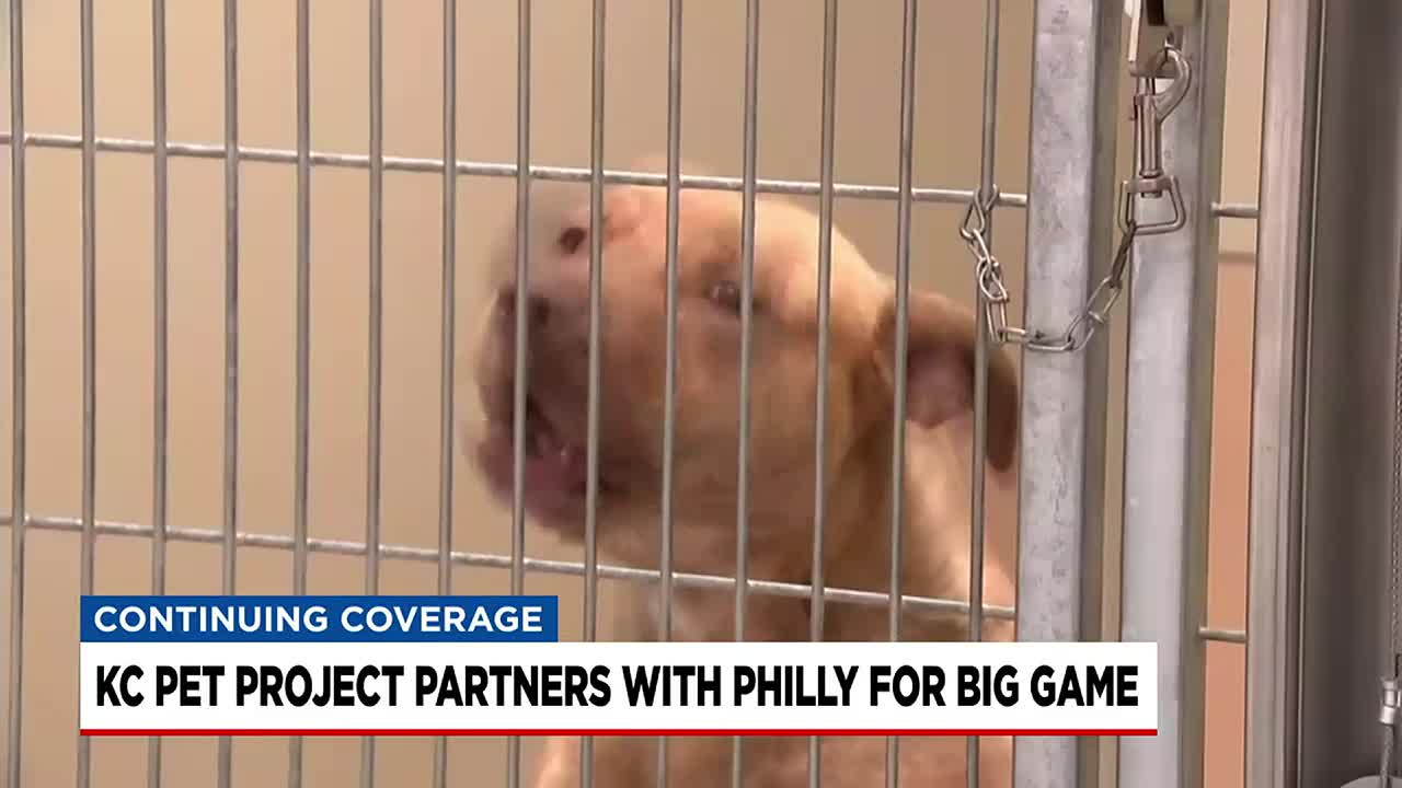 Super Bowl competition between KC and Philadelphia animal shelters