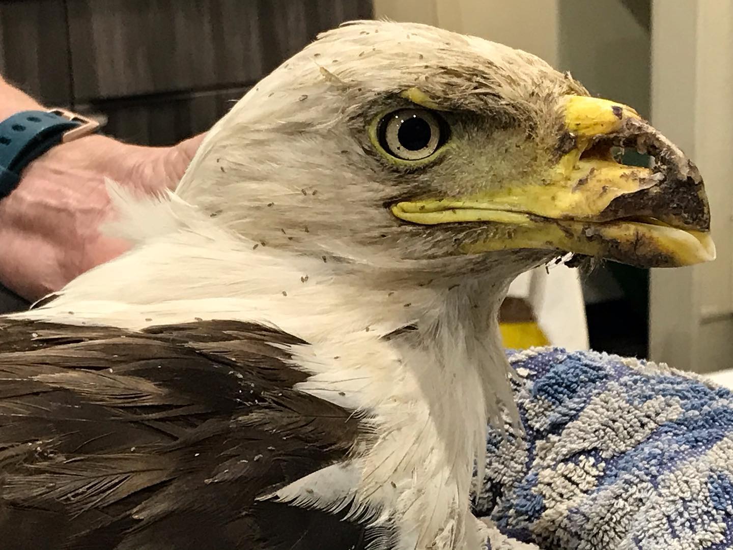 Regi Caring For Bald Eagle Injured By Fireworks