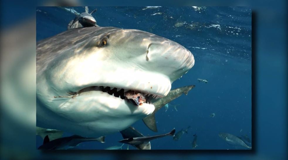 Underwater photographer snaps huge shark in Florida