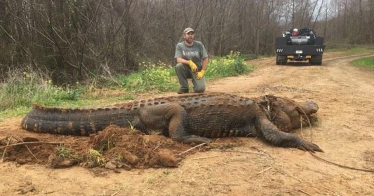 700-pound alligator found in Georgia irrigation ditch