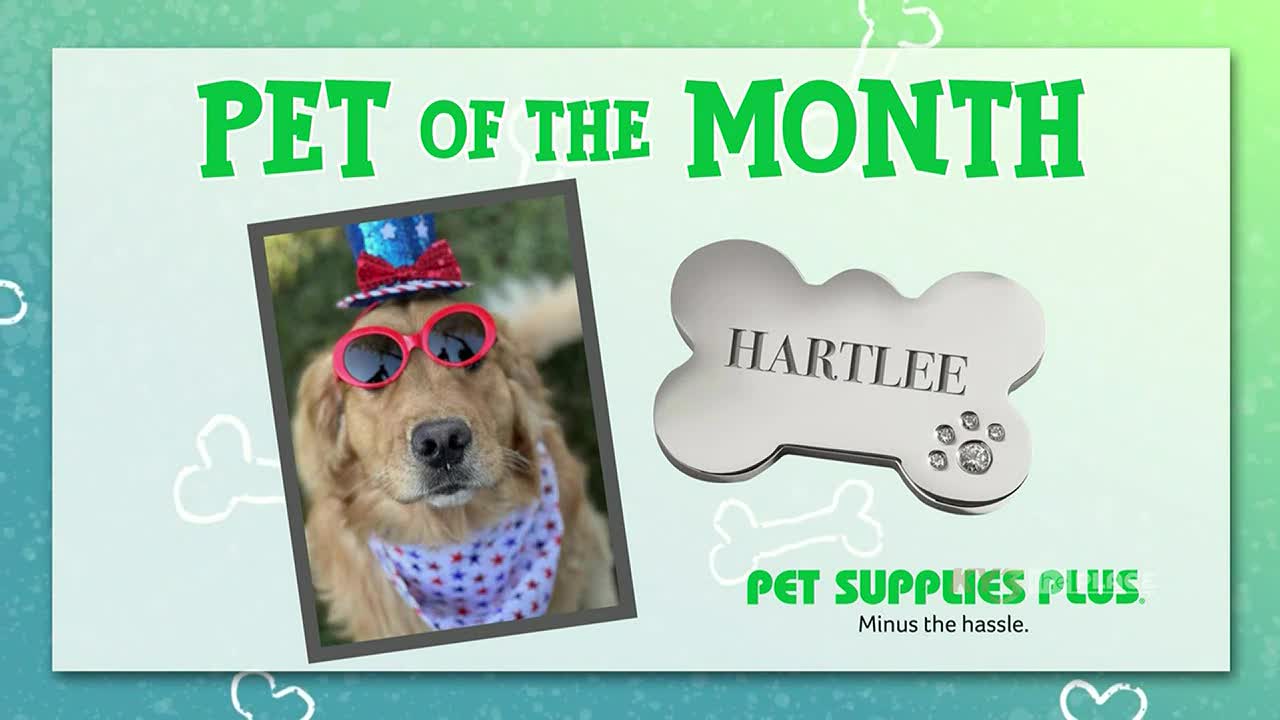 SPONSORED The Place Pet of the Month Winner Hartlee