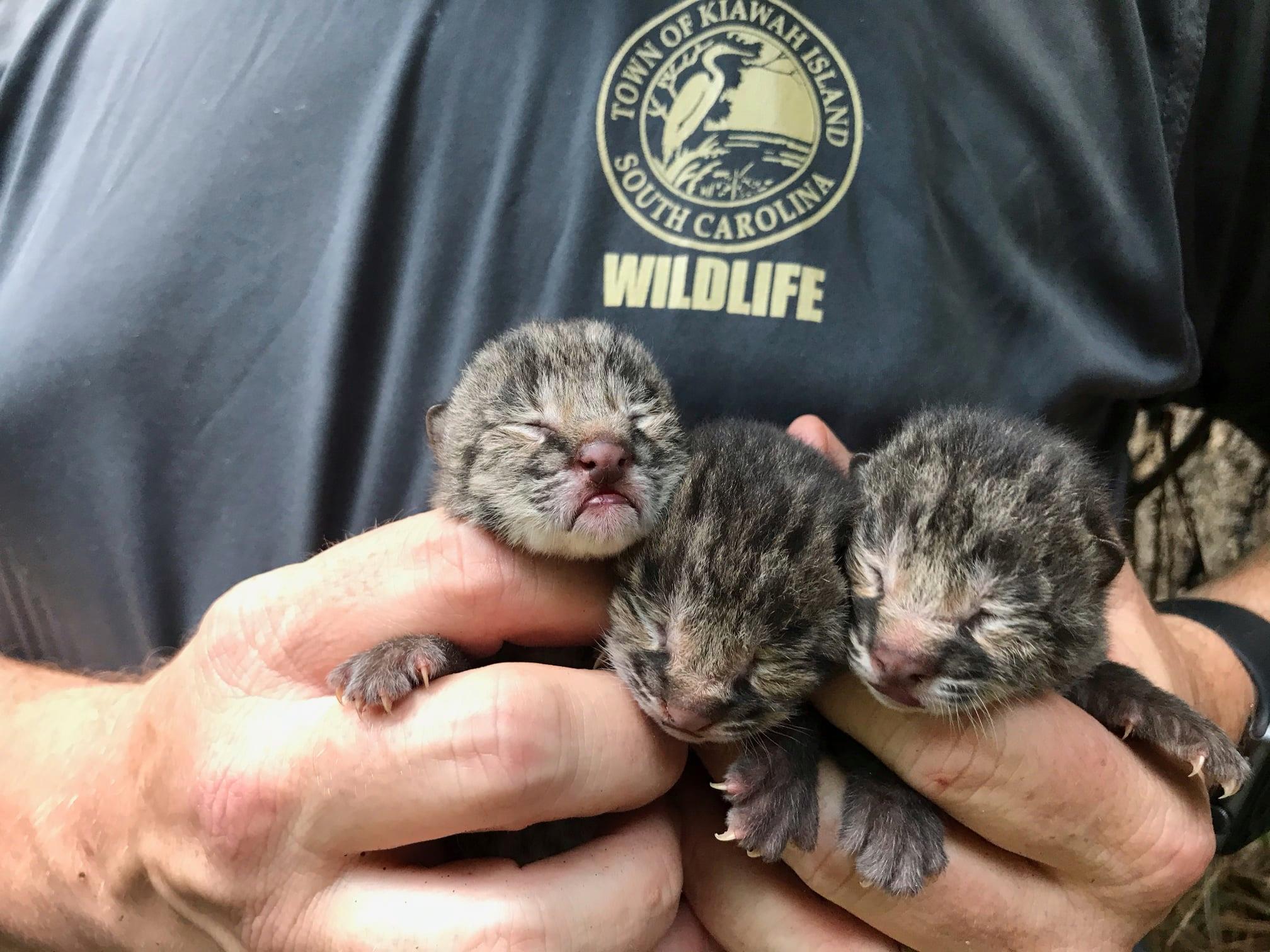 Meet Tufts the baby bobcat!