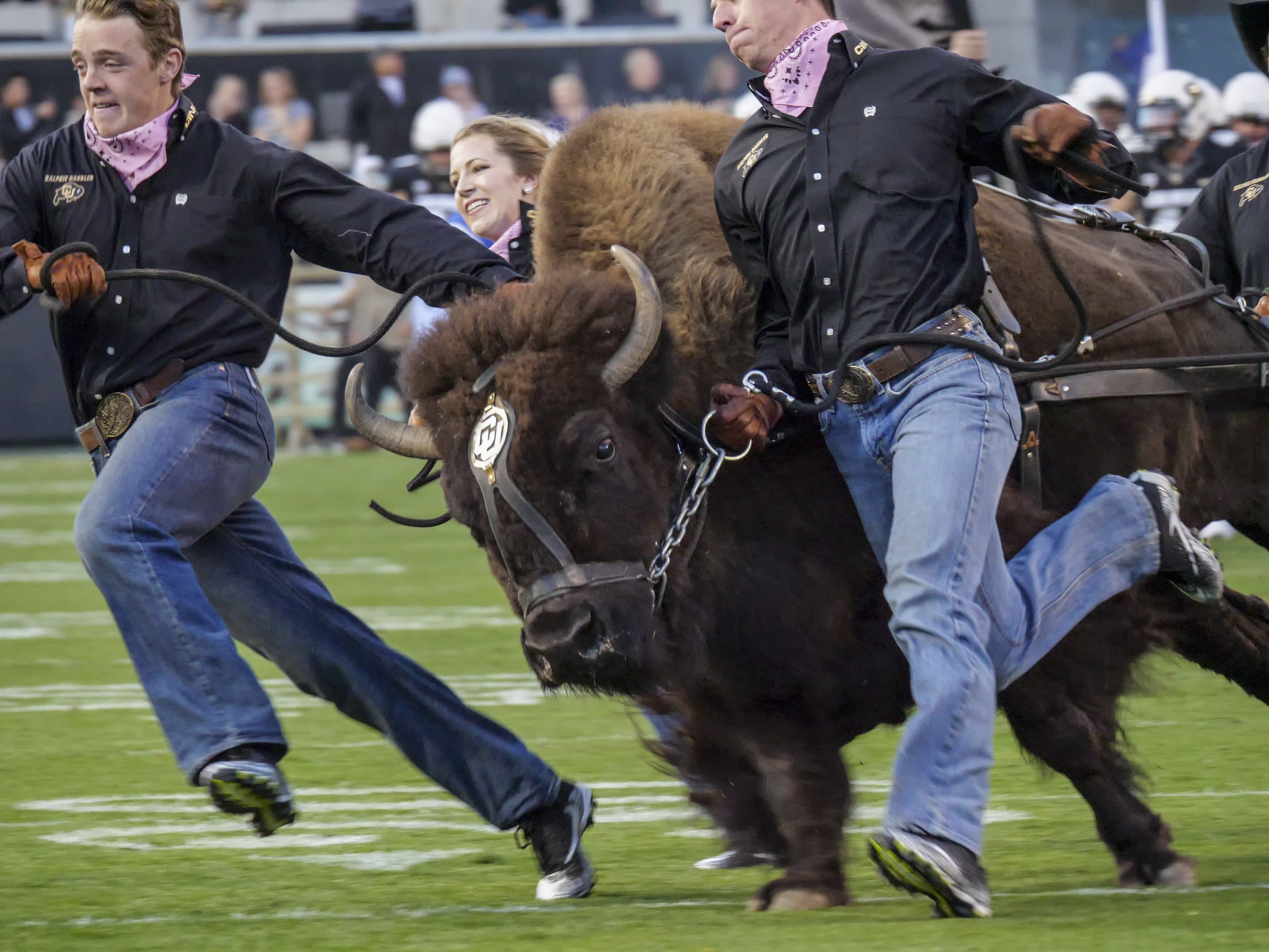 Buffaloes In The NFL - The Ralphie Report