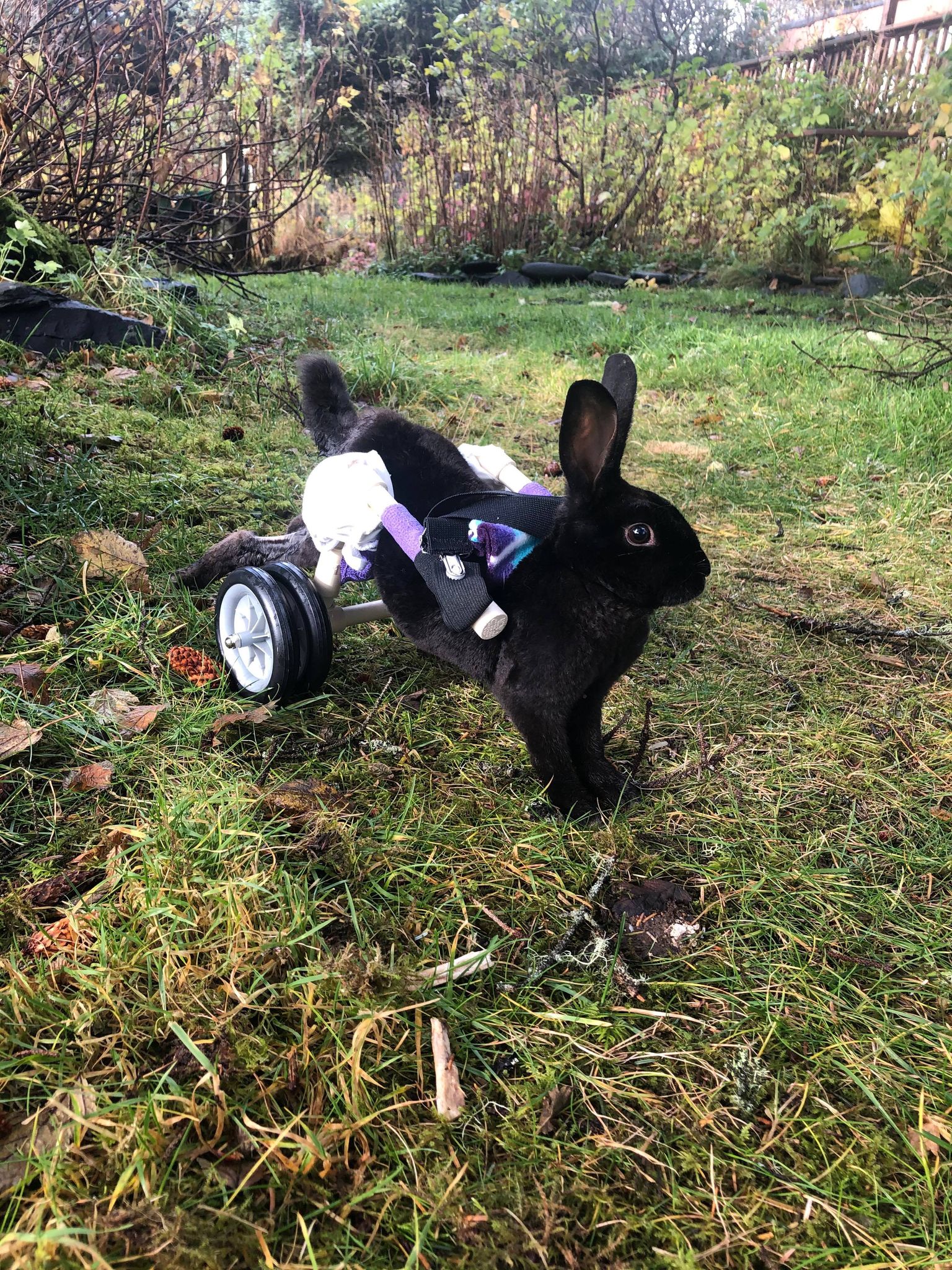 Its turned into something so much bigger bunny rescued in Kodiak wins the  hearts of students