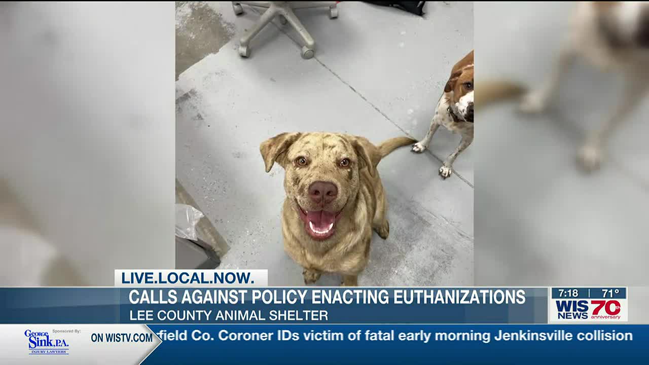 Euthanasia approved for low-kill animal shelter