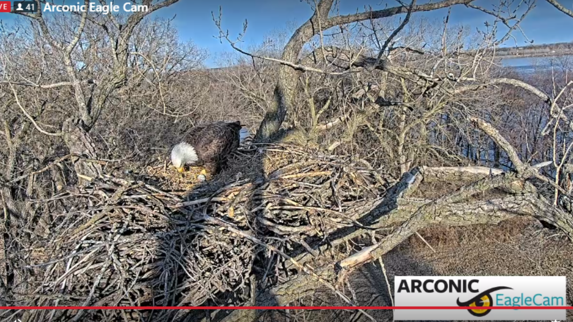 Arconic eagle cam live stream sale