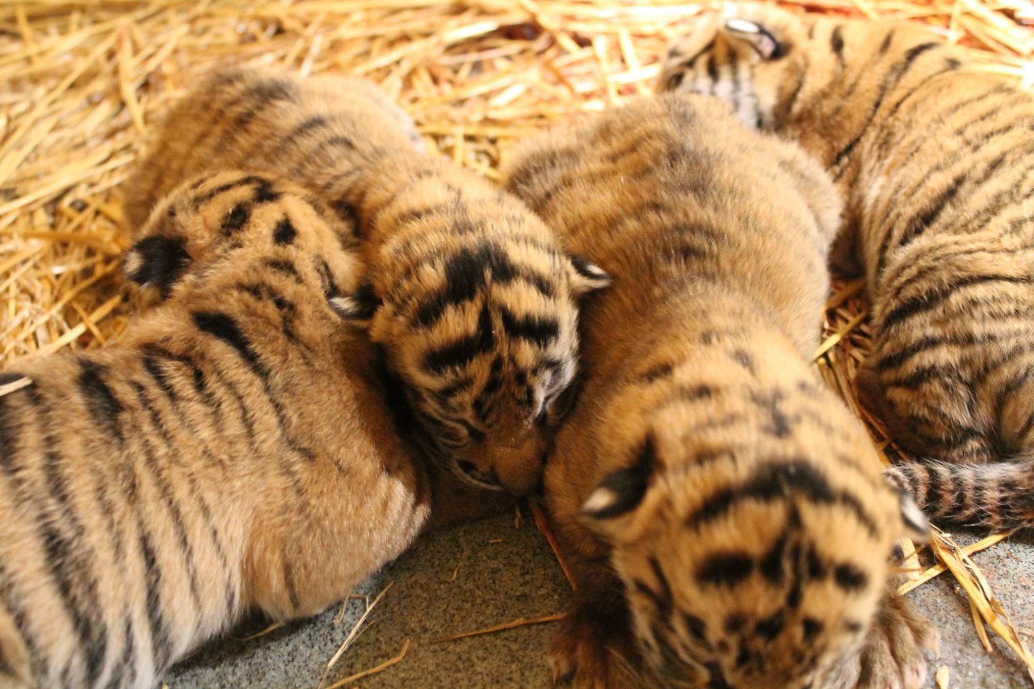 Female Sumatran tiger Jingga, mother of 7, is leaving Topeka Zoo
