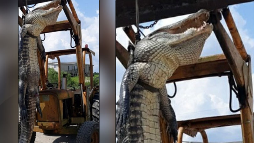 Chopper The Alligator Seized From Rancho Cucamonga Owner After 30