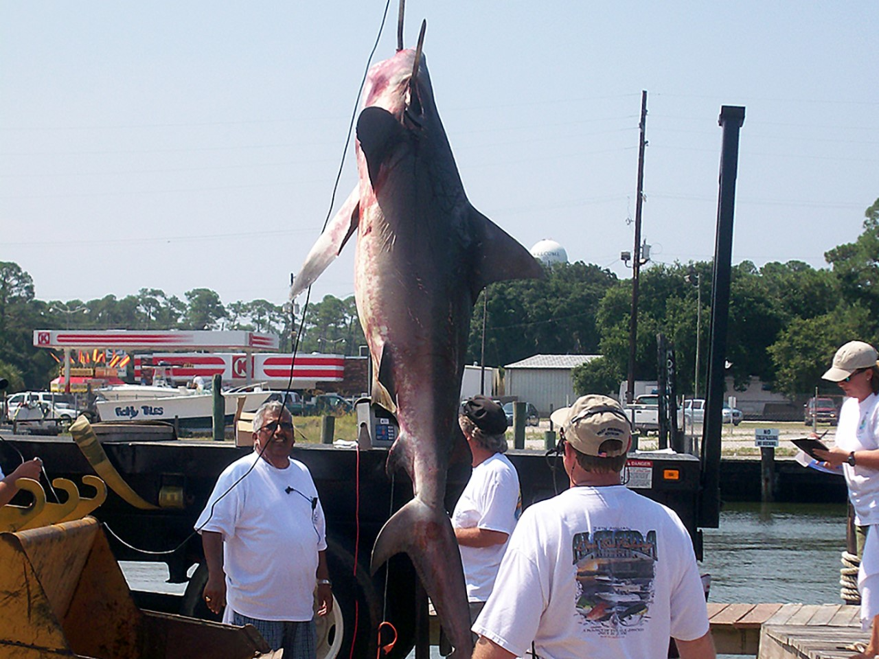 Shark Rodeo