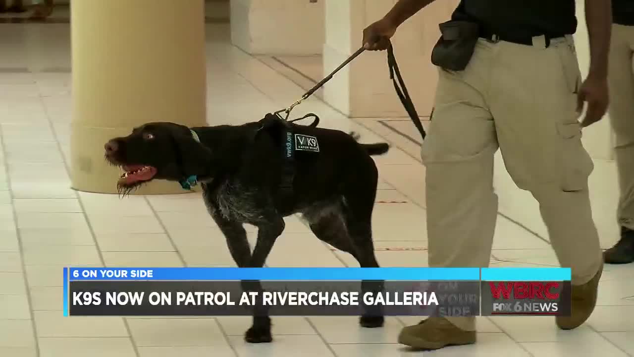 are police dogs trained to smell guns