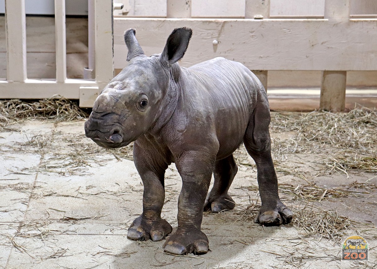 Southern White Rhino Calf born at Rolling Hills Zoo in Salina