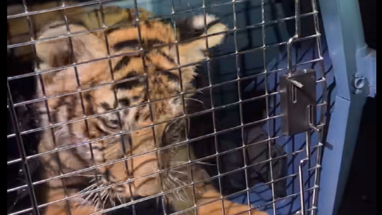 Tiger cub rescued in New Mexico finds new home in Colorado