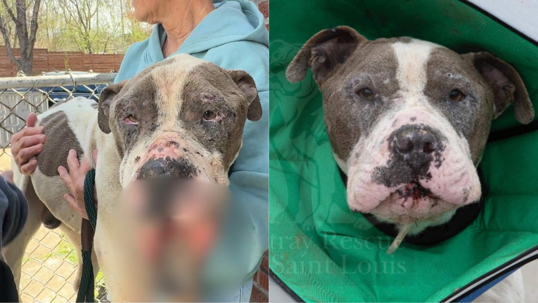 GRAPHIC: 'Never seen anything like this': Dog tied to dumpster