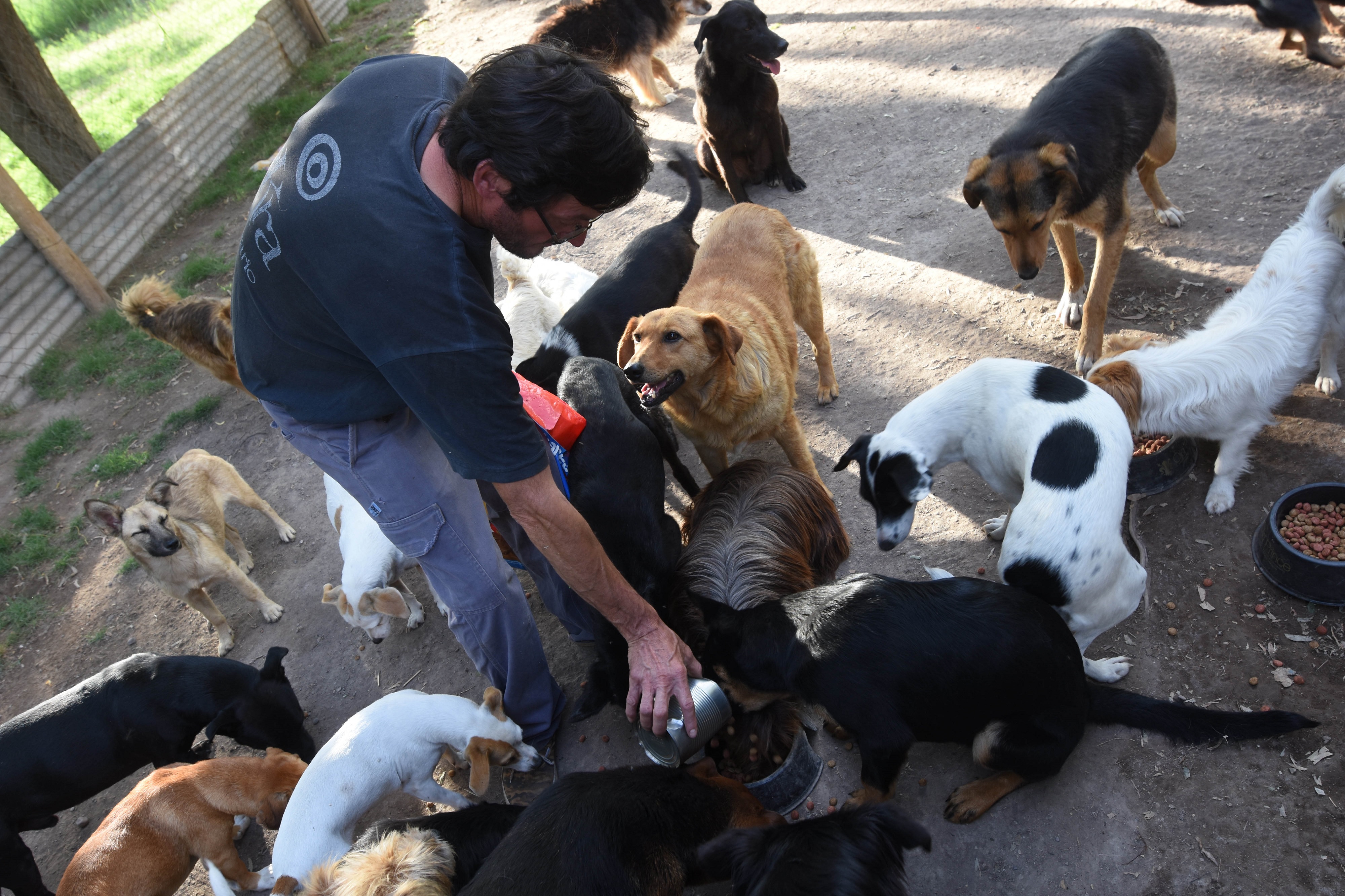 El Problema De Los Perros Abandonados Y La Escasez De Refugios Editorial