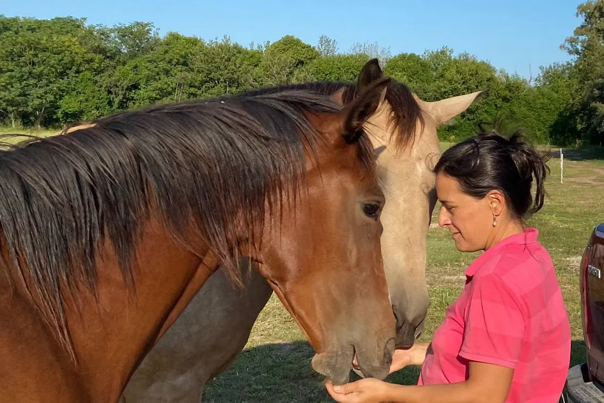 Únicos en el mundo: el haras de Córdoba donde viven los “caballos dorados”,  la raza más antigua del mundo