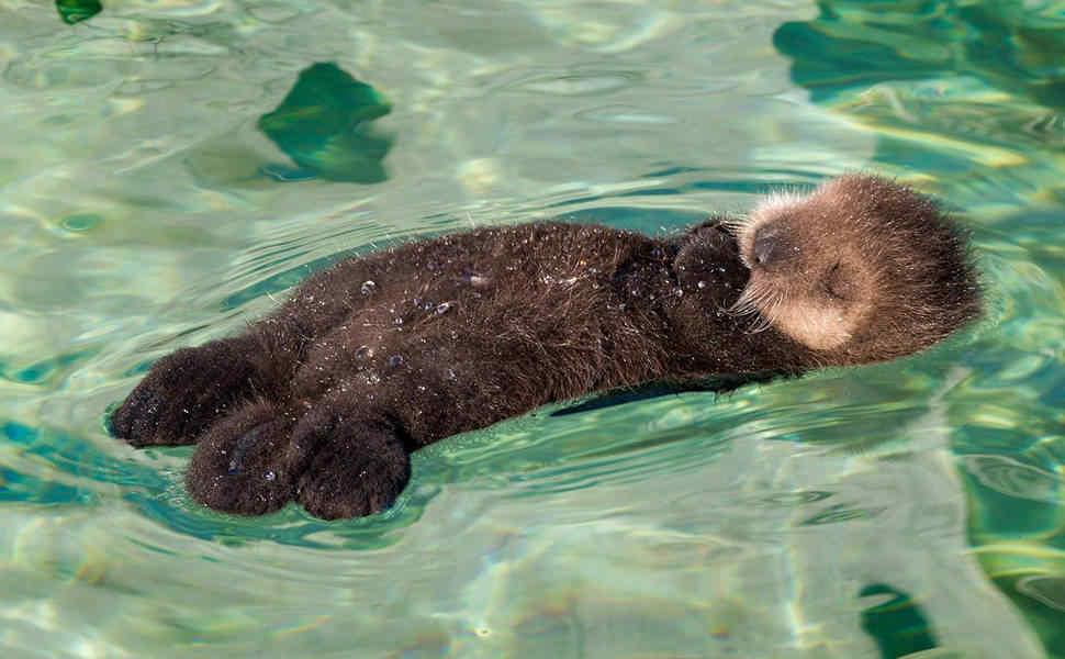 Una Nutria Bebe Despierta Ternura En La Web Fotos Y Videos Ciudadanos La Voz Del Interior