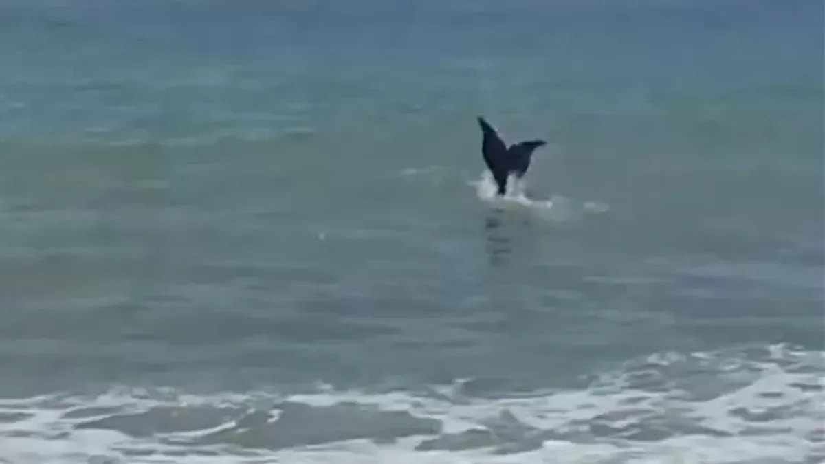 Video: la explicación sobre “la sirena” que fue filmada en el mar de Chubut