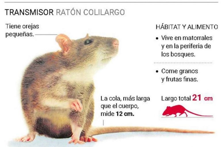 Hantavirus Las Medidas De Prevencion Tras La Aparicion De Ratas En La Patagonia Argentina Via Bariloche