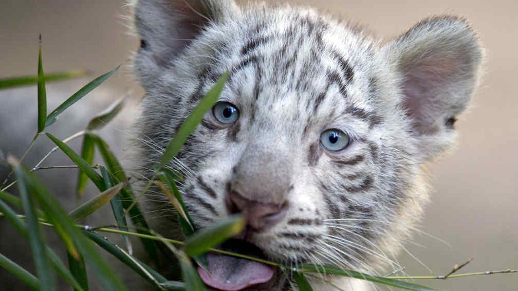 Tres Nuevos Tigres Blancos En El Zoologico De Buenos Aires Ciudadanos La Voz Del Interior