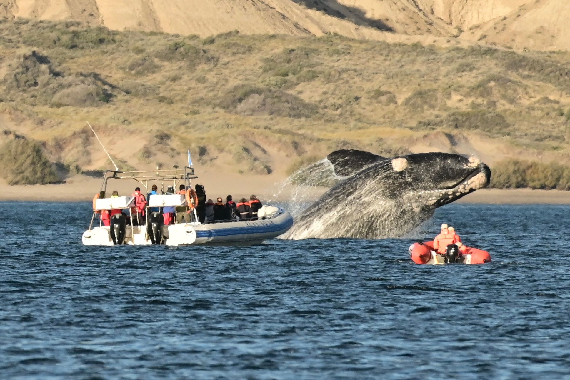 Volvieron las ballenas a Puerto Madryn: dónde verlas en su hábitat natural | Voy por Argentina
