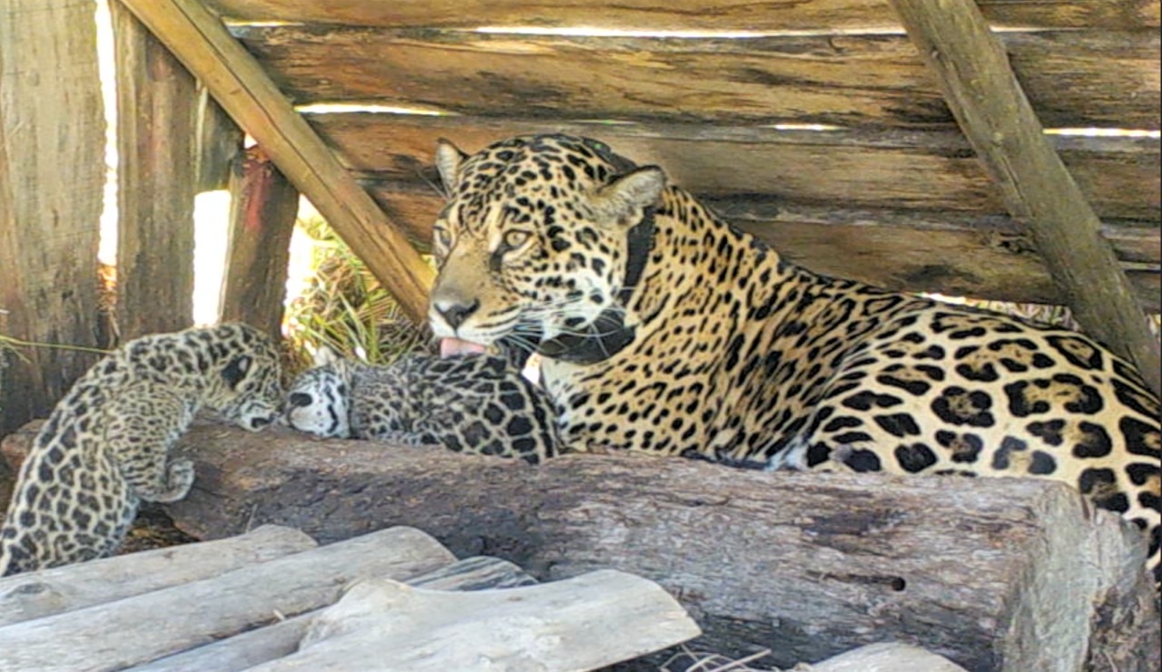 Resultado de imagen para NACIERON DOS CACHORROS DE YAGUARETÉ EN EL PARQUE NACIONAL EL IMPENETRABLE