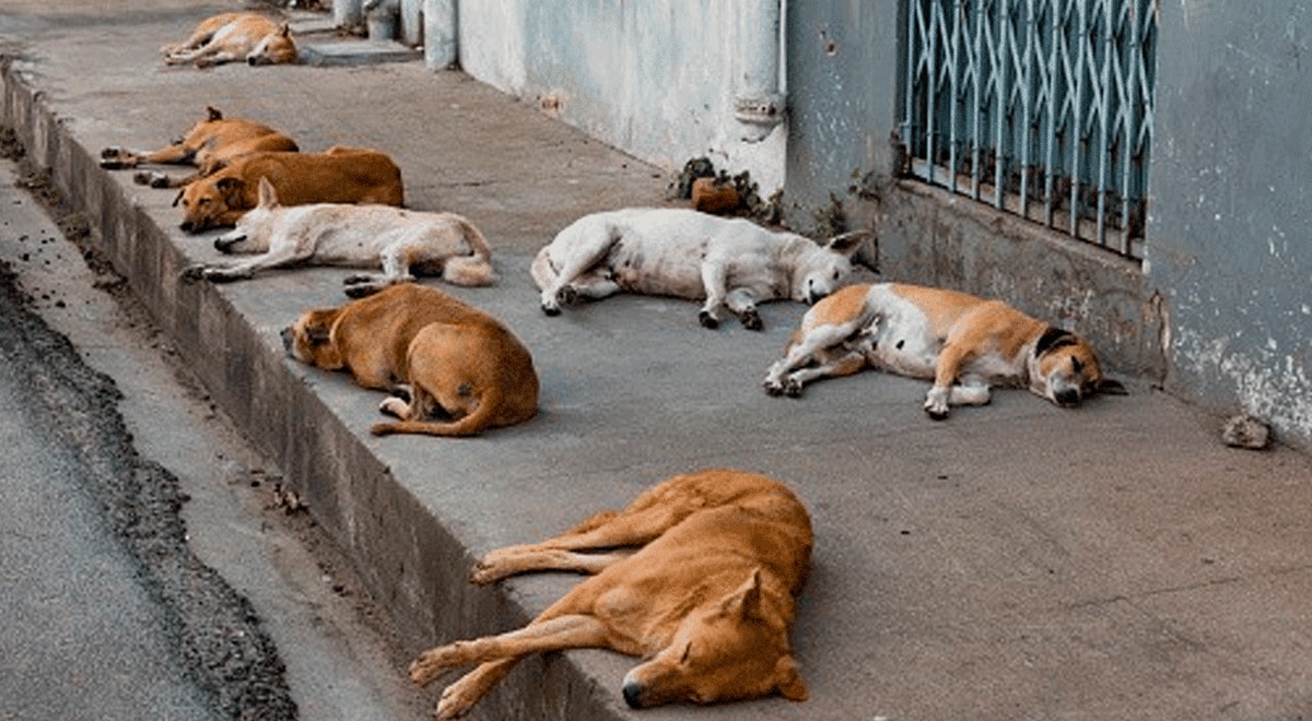 como alejar a los perros callejeros de mi perro