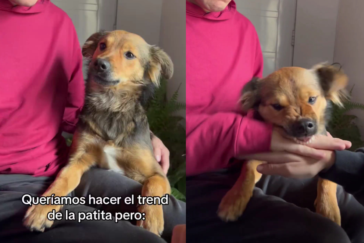 Video: quiso hacer un trend con su perro y la reacción del animal lo  paralizó