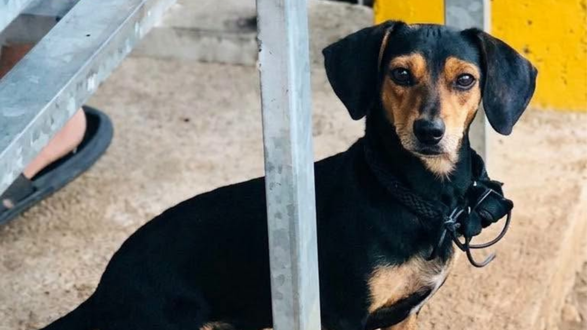 La perrita fue objeto de una denuncia por presunto envenenamiento en San Ramón. Las autoridades judiciales no detallaron las circunstancias de lo ocurrido.