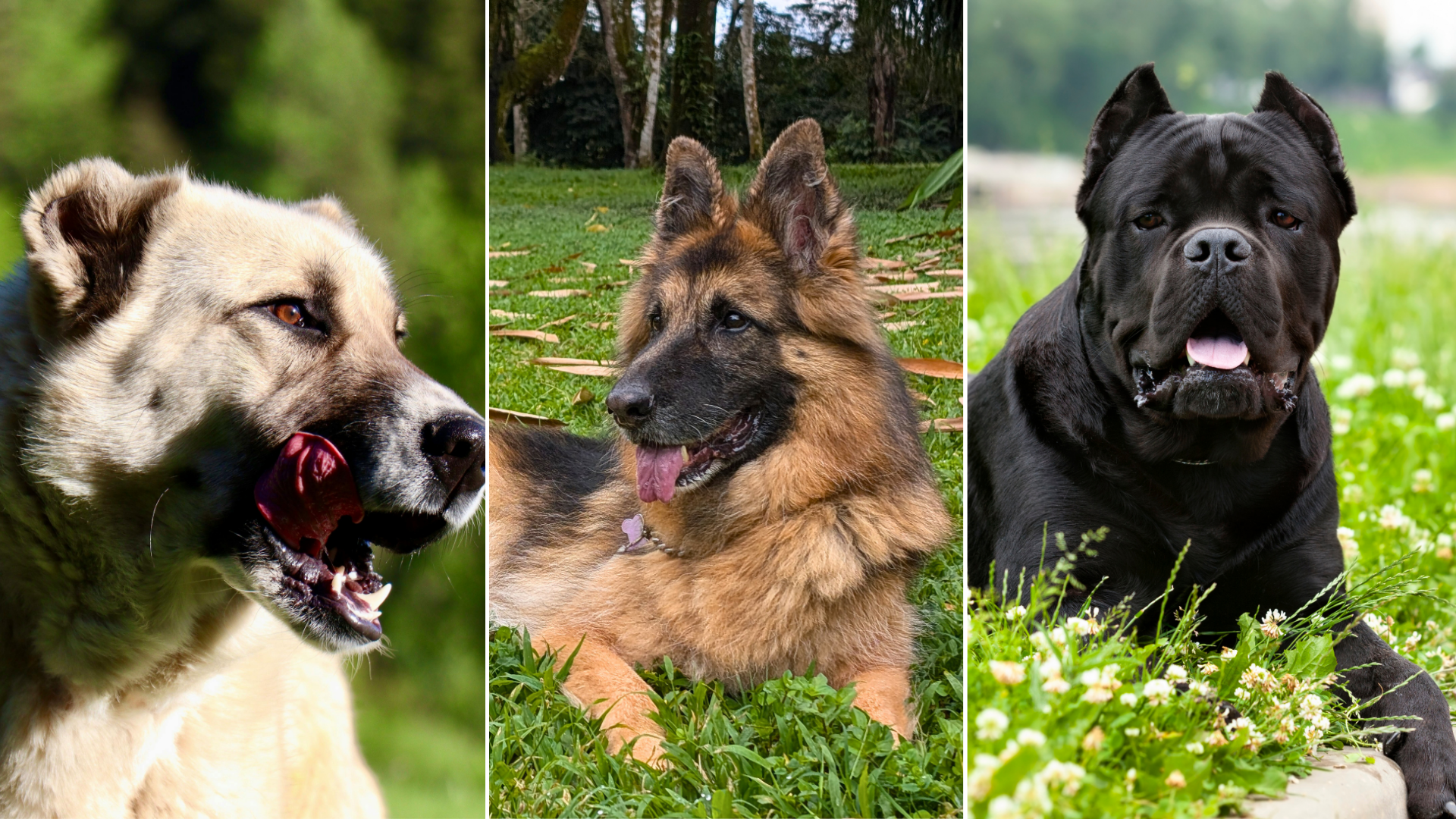 Lista científica con las razas de perros más fuertes por su potencia, inteligencia y vínculo con los humanos.