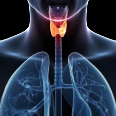 La tiroides es la glándula que controla el metabolismo.