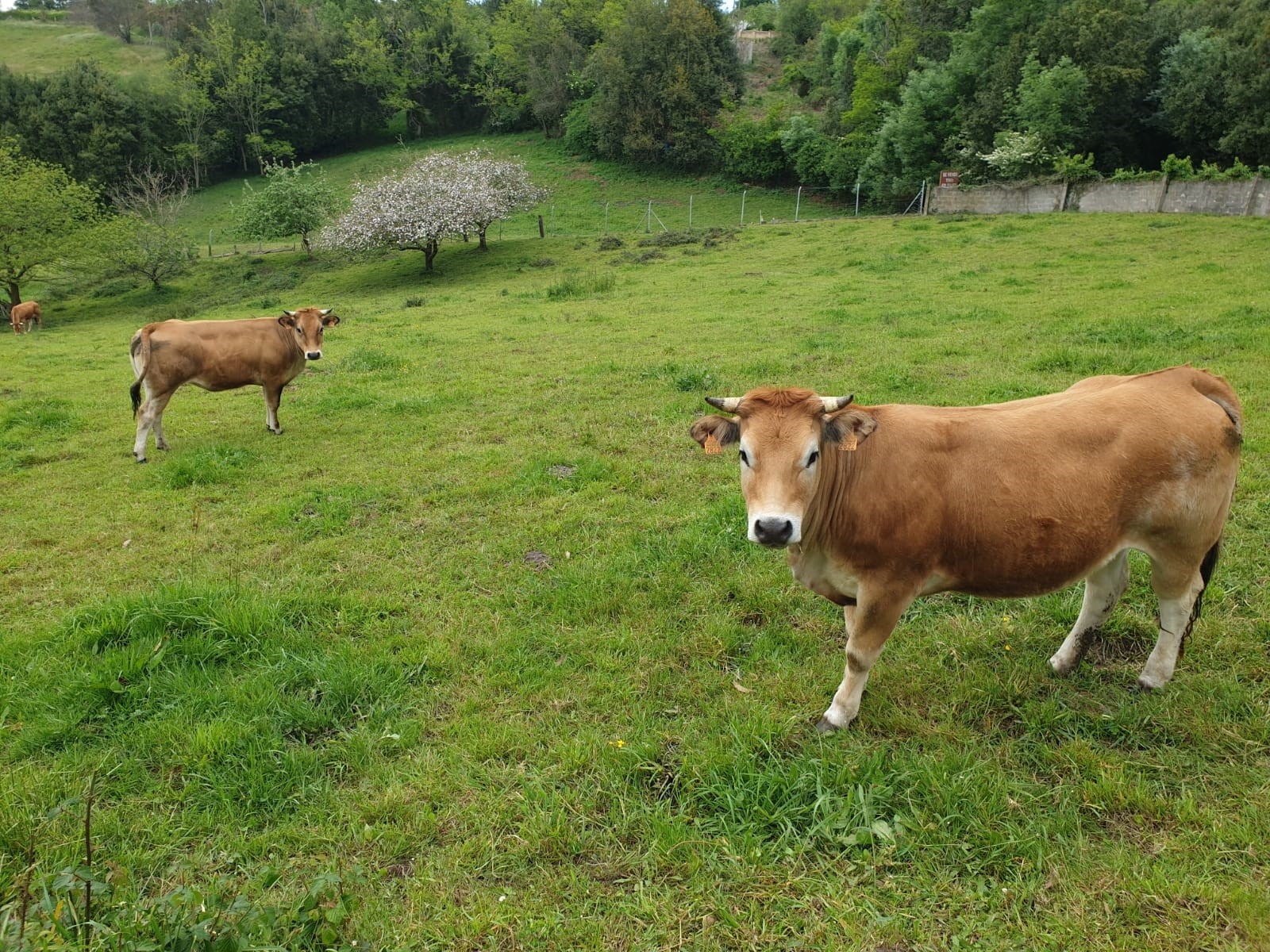 Agricultores y ganaderos españoles criticaron la intención de acelerar la firma del acuerdo comercial con el Mercosur, sin contar con estudios del posible impacto. En la imagen,
vacas en la región de Asturias. Foto: Europa Press.