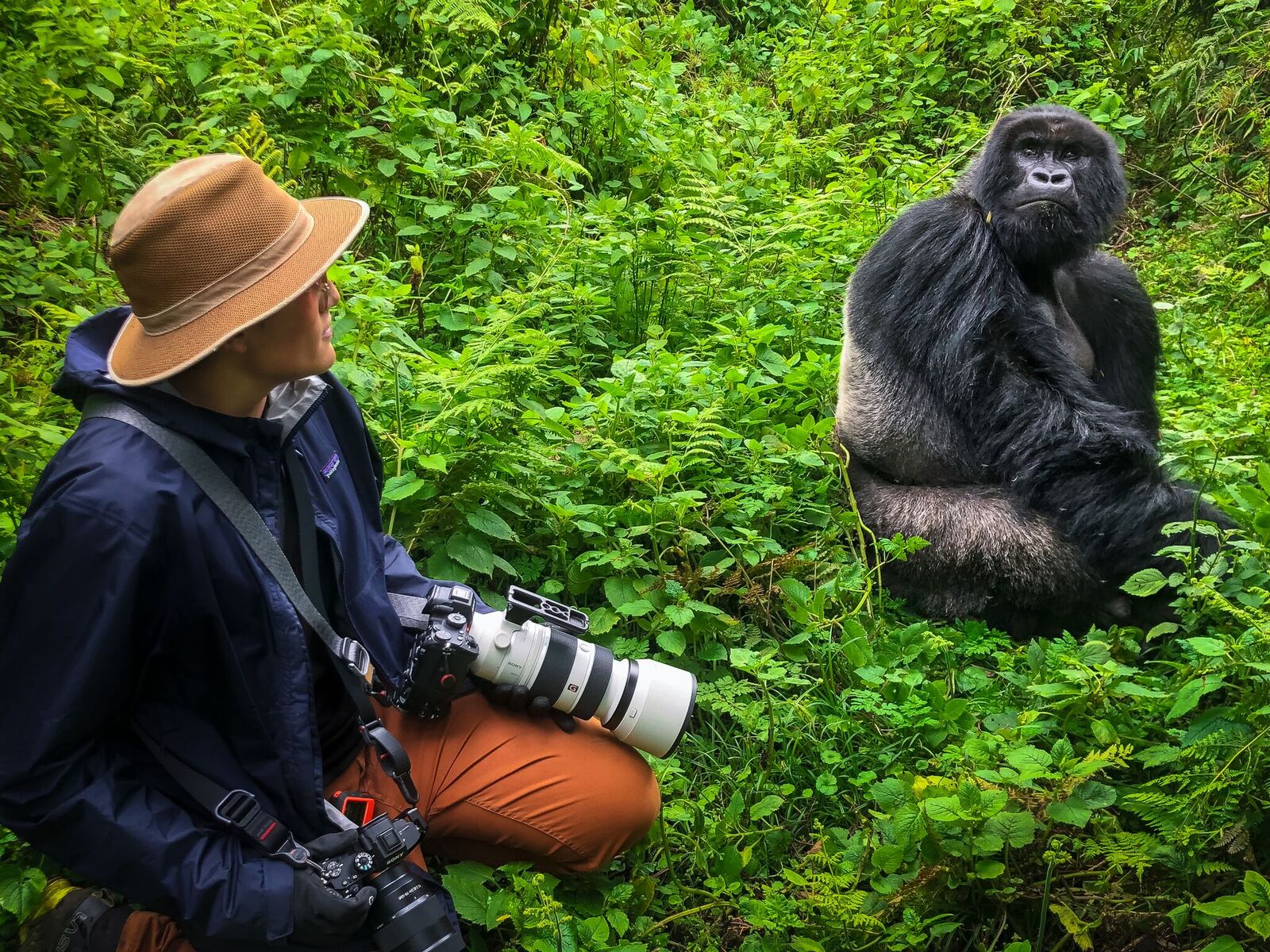 Este año Luis Solano pudo compartir muy de cerca con un gorila en las montañas de Ruanda. Foto: Luis Solano Pochet