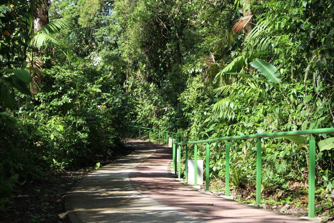 El nuevo sendero en el Parque Nacional volcán Arenal fue diseñado pensando en los observadores de aves.