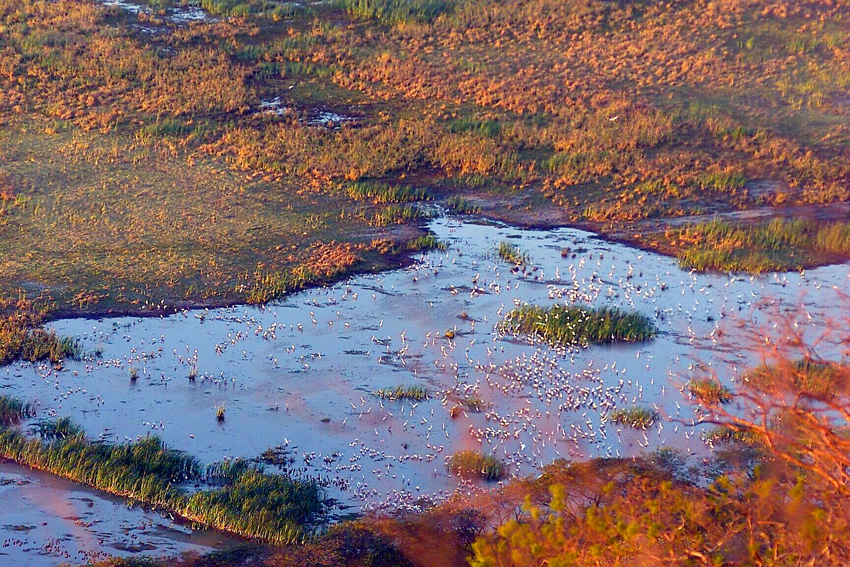 En los humedales del Parque Nacional Palo Verde viven gran cantidad y variedad de aves.