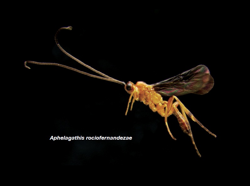 Aphelagathis rociofernandezae es una avispa que se encontró en el bosque húmedo del Área de Conservación Guanacaste (ACG). Su nombre es en honor a Rocío Fernández, directora del Museo Nacional de Costa Rica.