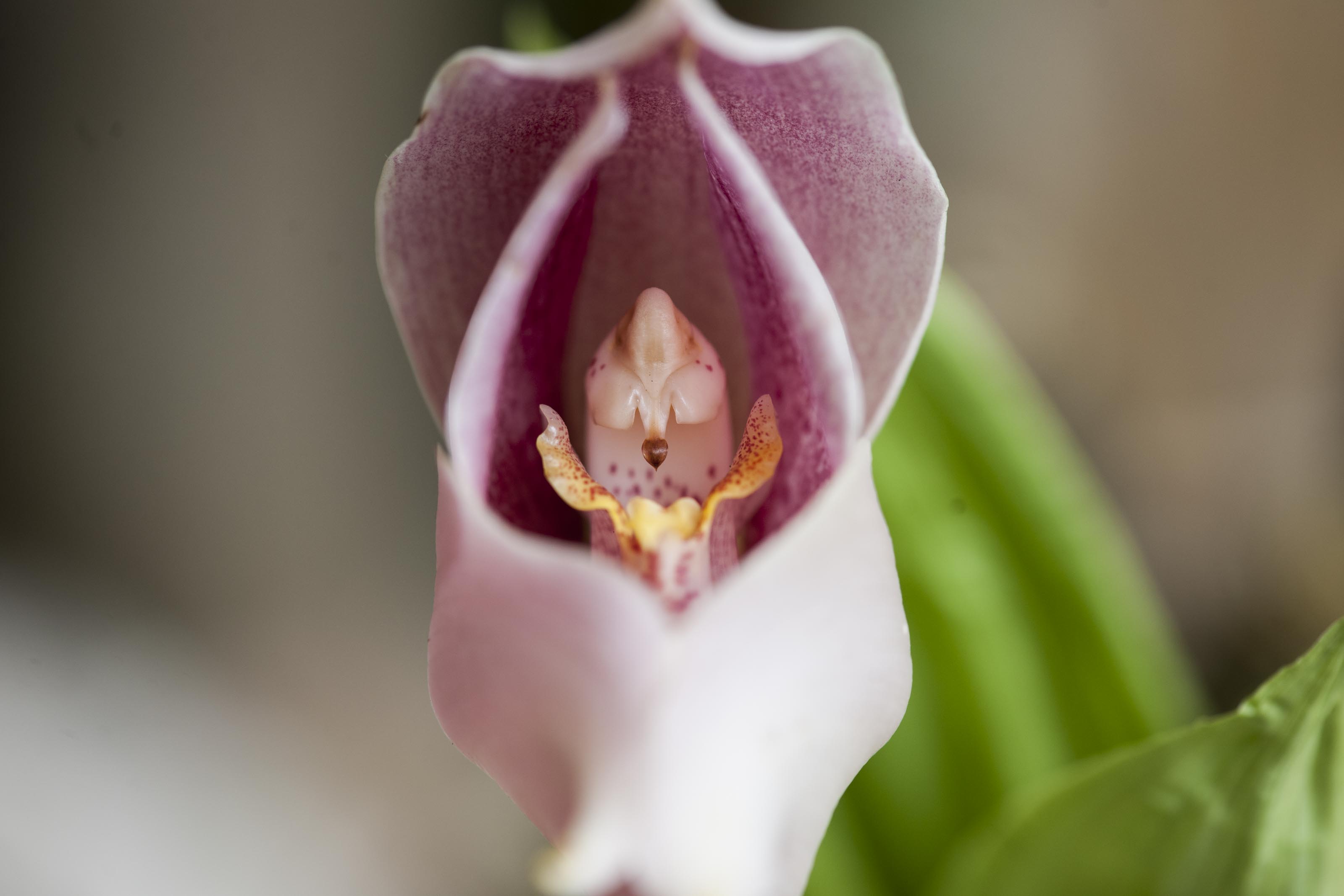 Las orquídeas son plantas no solo hermosas sino altamente especializadas. A la fecha, en el país, se han descrito 1.600 especies.
