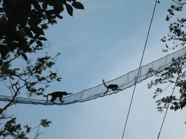 Pesatura del cane a Costabissara - Linea Fauna sas