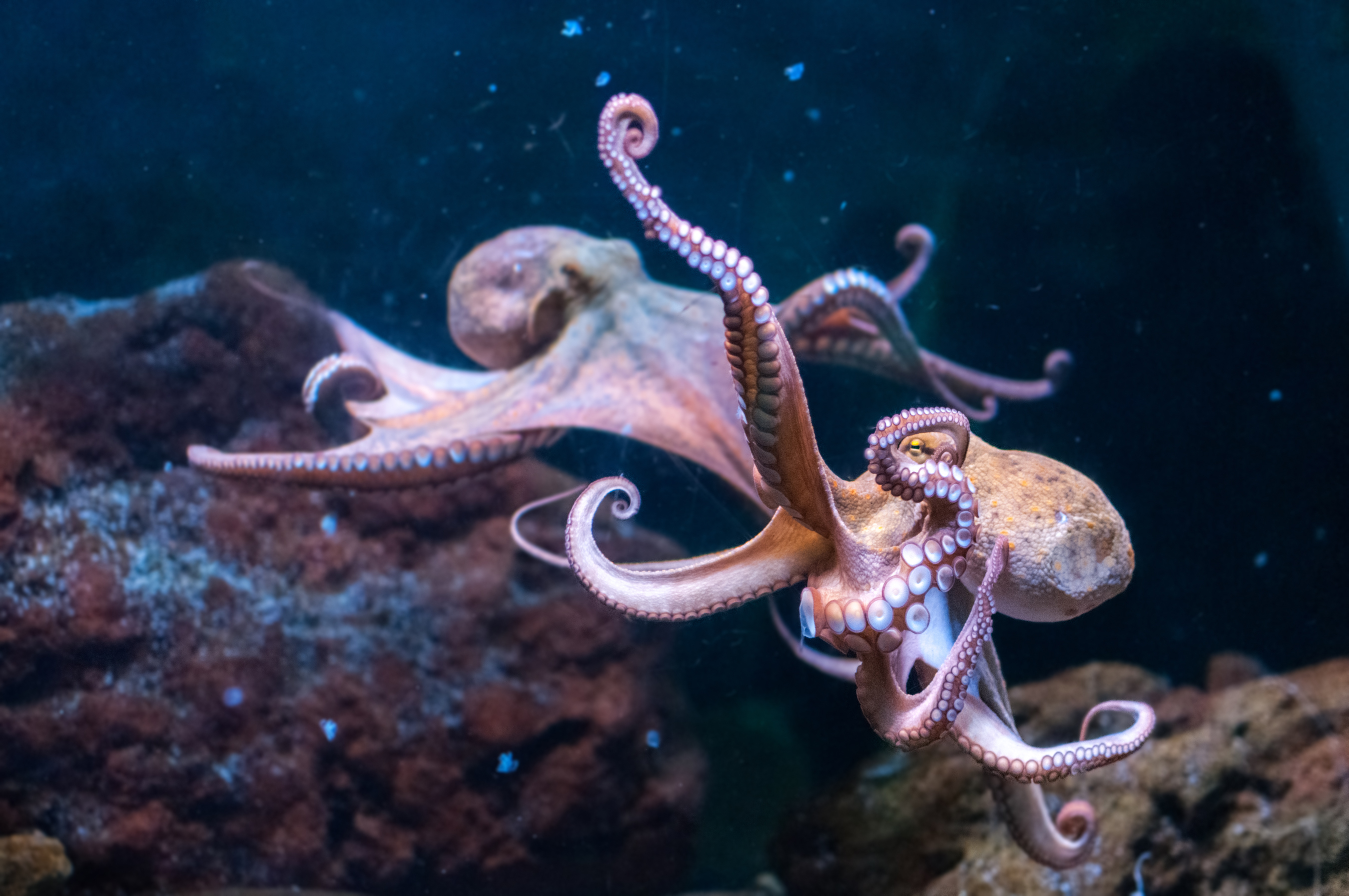 Tanto los pulpos y calamares como nosotros tenemos genes con procesos similares, que pueden ser sumamente útiles para entender enfermedades neurodegenarativas. Foto: Shutterstock