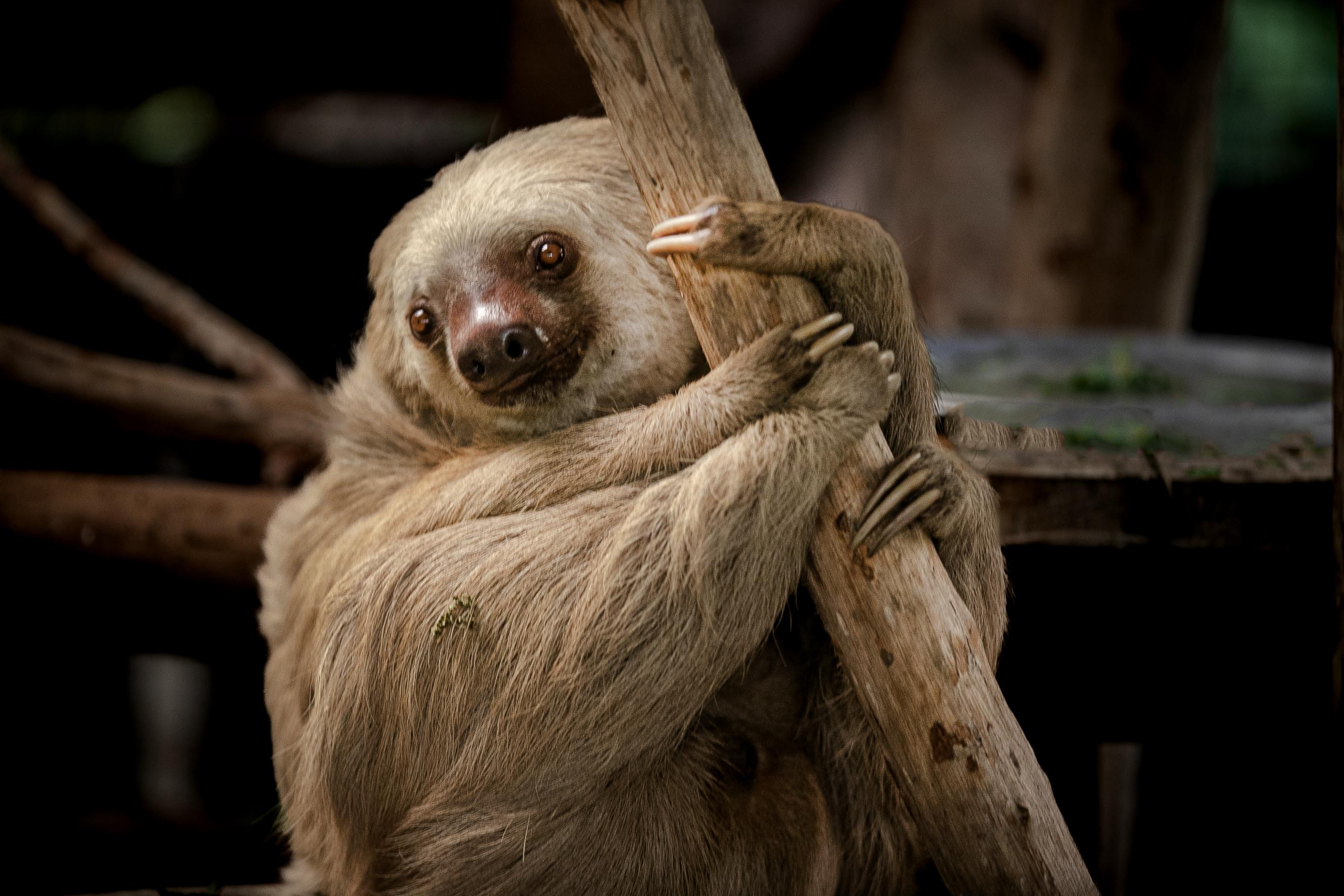 26/01/2023 ( NOTA MATERIAL EMBARGADO A LA REVISTA DOMINCAL HASTA SU PUBLICAION )En el año del 2021 el oso perezoso declarado Simbolo Nacional. Foto Alonso Tenorio