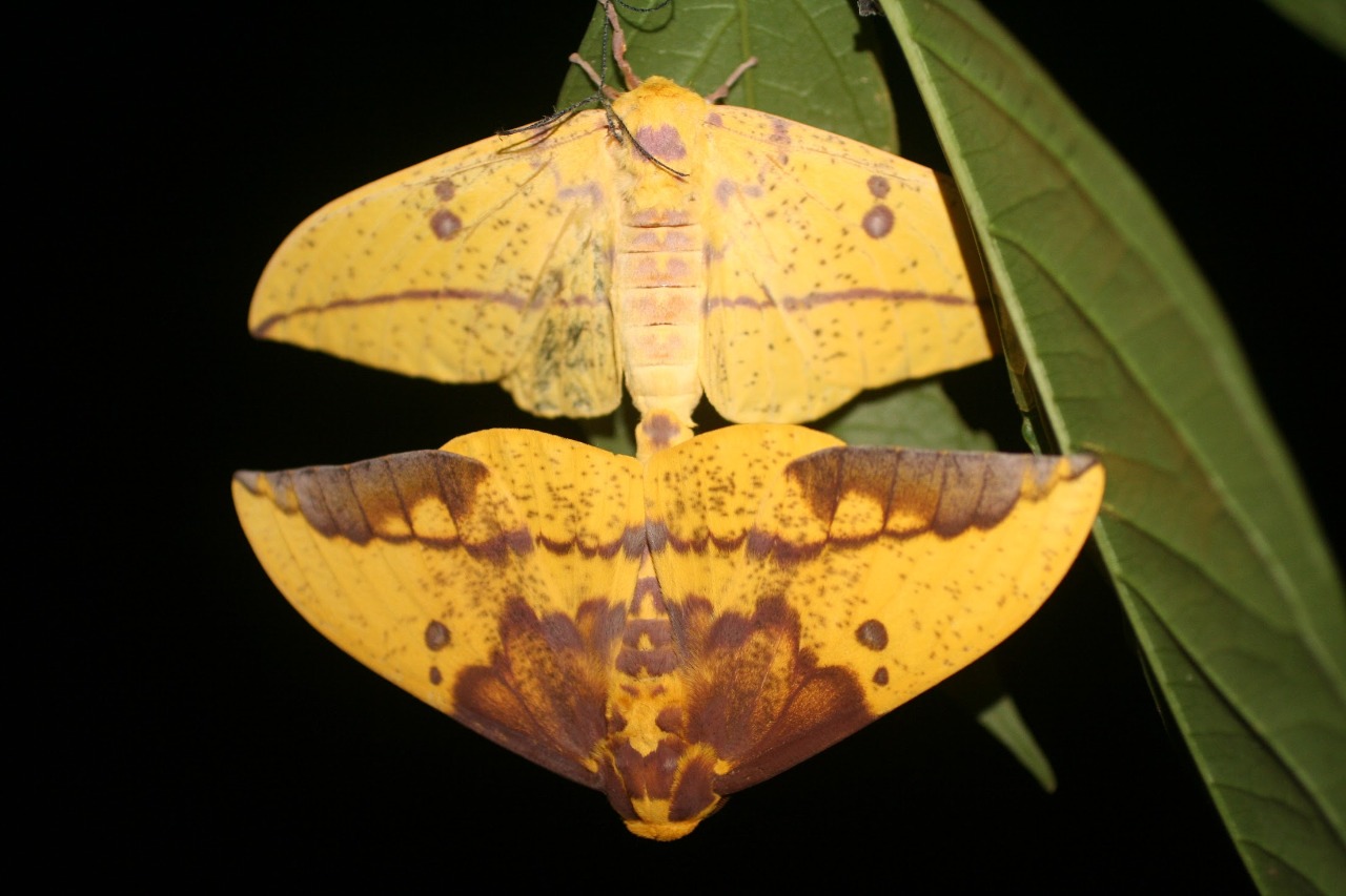 Dos especímenes de polilla imperial (Eacles imperialis) copulando. Según explicó Alejandro Masís, esta polilla es una de las que habita en el Área de Conservación Guanacaste. Foto: Daniel Janzen