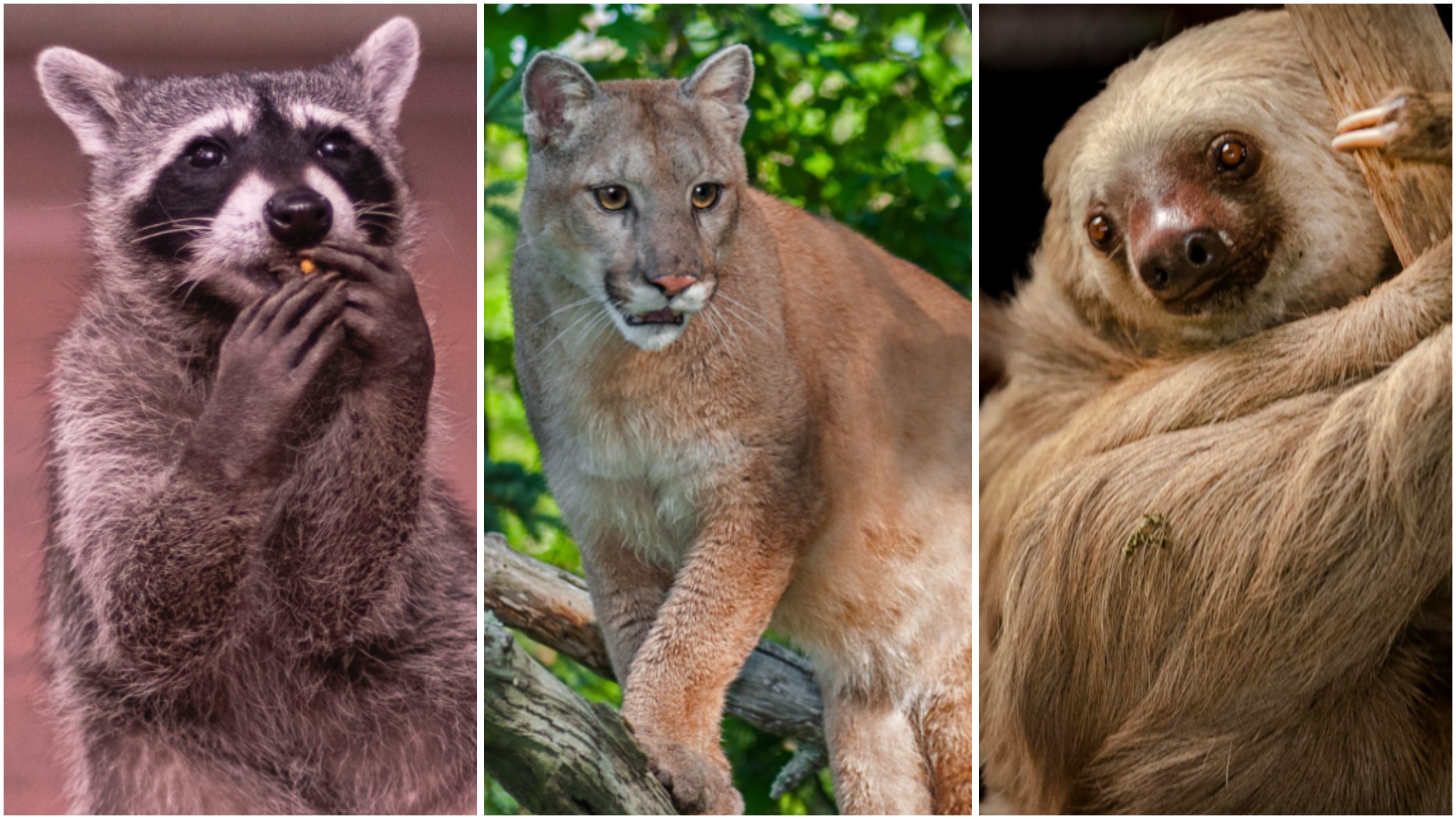 Animales silvestres
